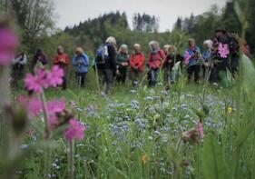 Botanische Wanderung mit dem Apotheker zu Bergblumen, Heilkräutern und Giftpflanzen