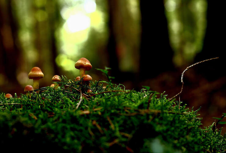 Der Pilz - Das unbekannte Wesen: Waldwanderung