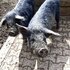 Schwein, Huhn & Co. - Tierführung