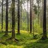 Waldbaden-Eintauchen in die Atmosphäre des Waldes
