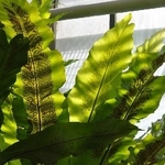 Führung: Licht und Schatten. Anpassungen tropischer Pflanzen an verschiedene Lichtverhältnisse