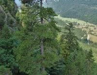 Kurs: Bestimmen heimischer Baumarten und häufiger Sträucher