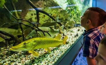 Aquarium - Fische Brandenburgs 