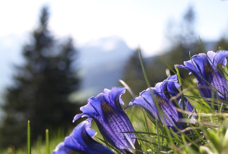 Heilkräuter- und Bergblumenwanderung an den Quellen der Prien auf den Spitzstein-Almen