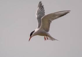 Vogelfreistätte am Ammersee - ein Feuchtgebiet von internationalem Rang