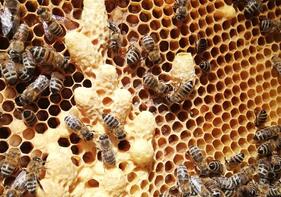 Wunderwelt der Bienen