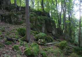 Mit dem Ranger unterwegs: Wälder im Oberpfälzer Jura – der Scharfenberg