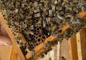 Naturparkhof-Tour „Von der Biene zum Honig“