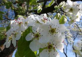 Wundervolle Birnbaumblüte