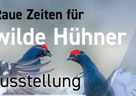 Ausstellung - Raue Zeiten für "Wilde Hühner" in Bayern