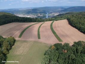 Agroforstsysteme - ein zukunftsfähiges Modell für die Landwirtschaft?