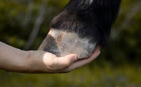 Online: Pferdegestützte Trauerbegleitung