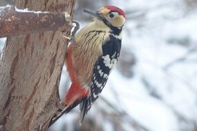 Vogelbeobachtung im Klosterland