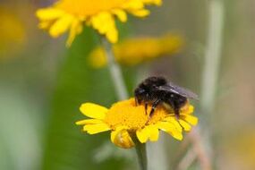 Tagesfortbildung: Wildbienen – faszinierend und nützlich