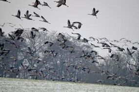 Zugvogeltage: Zugvögelsuche im Mohrhofgebiet