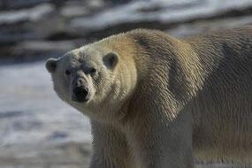 Spitzbergen - Im Reich der Eisbären