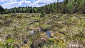 Peat Talk: „Studieren kann jeder - MB-Trac fahren nur die Besten“ Herausforderungen bei Moorrenaturierungen im Westallgäu