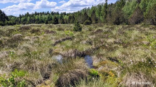 Peat Talk: „Studieren kann jeder - MB-Trac fahren nur die Besten“ Herausforderungen bei Moorrenaturierungen im Westallgäu
