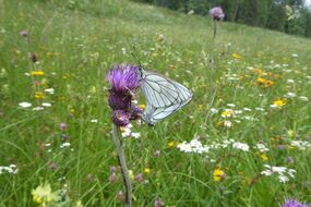 “Tagfaltermonitoring - werden unsere Schmetterlinge immer weniger?”   