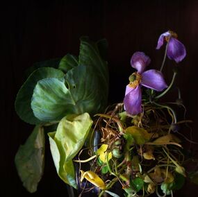 Werkformenausstellung 2025 - Vegetabile Räume