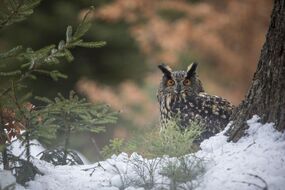 Adebar, Uhu-Verhör und Co