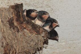 Monatstreffen der KG Fürth