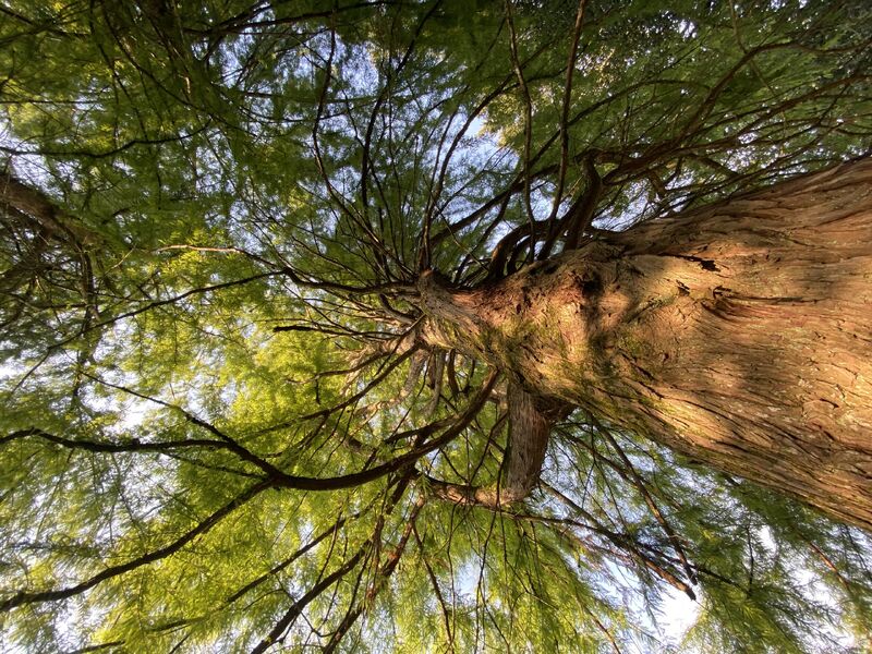 Entspannung im Wald, Kraft tanken für Körper und Geist