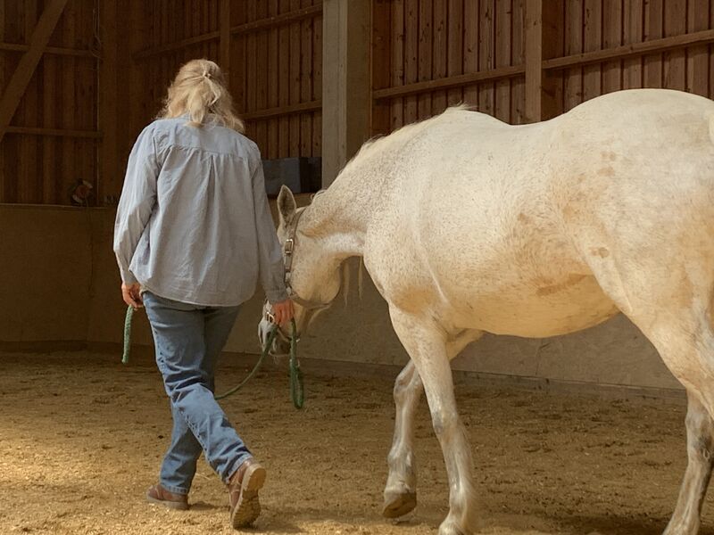 Workshop mit Pferden & Lamas - Wieder ankommen. Bei Dir. Spüren was guttut. in Bayerisch Gmain