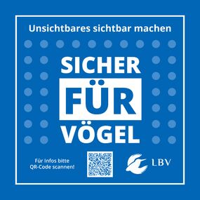 Vogelschlag an Glasfassaden - Ursachen und praktische Lösungen