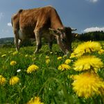 Vormittagswanderung „Käs und Kühe“