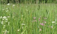 Peat Talks: Futtergräser auf Niedermoor