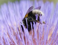 Biodiversität im Garten - Ein Garten für Bienen, Hummeln, Schmetterlinge und Co.