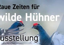 Ausstellung - Raue Zeiten für "Wilde Hühner" in Bayern