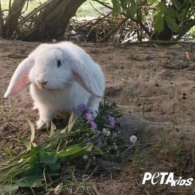 Tierische Freunde: Eine Reise in die Lebenswelt von Kaninchen, Wellensittichen & Co