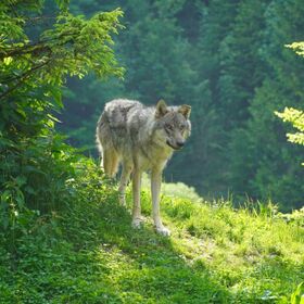 Wanderausstellung der Deutschen Wildtierstiftung - Der Wolf