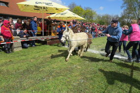 Frühlingsfest mit Ausstellungen und Eselrennen