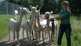 ALPAKA TOUR –  ein Geschenk für die Seele