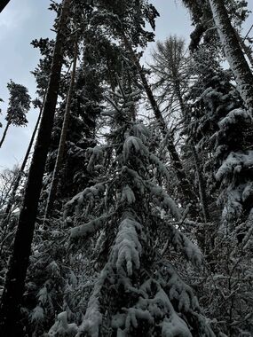 Zauberhafte Draußenzeit im Winter: Leben, Feuer, Rituale – Natur-Workshop für Eltern und Pädagogen
