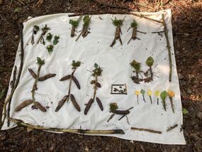 Schnitzeljagd im Wald