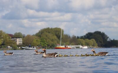 Graugänse aus der Großstadt, Vortrag