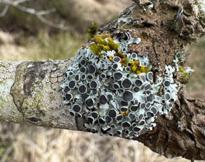 Naturkundlicher Rundgang – Lebendiges Totholz