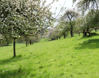 Vortrag: Streuobst & Agroforst im Landkreis Kassel – traditionelle und neue Konzepte des produktions