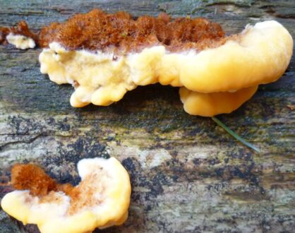 TJ3: Pilzsuche mal anders: Waldspaziergänge mit Fokus auf natürliche Kreisläufe (nachmittags)