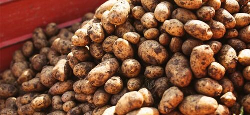 Öko Kartoffelanbau- Verfrühung und Pflanzengesundheit
