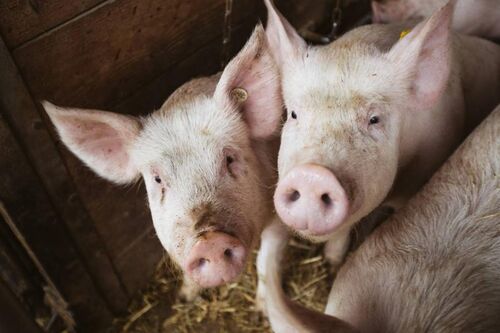  Öko Schweinehaltung für Naturland