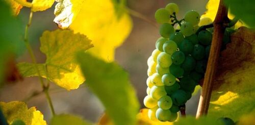 Einsatz der Drohnentechnik im Anbausystem Ökologischer Weinbau
