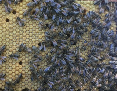 Umstellertag Ökologische Bienenhaltung