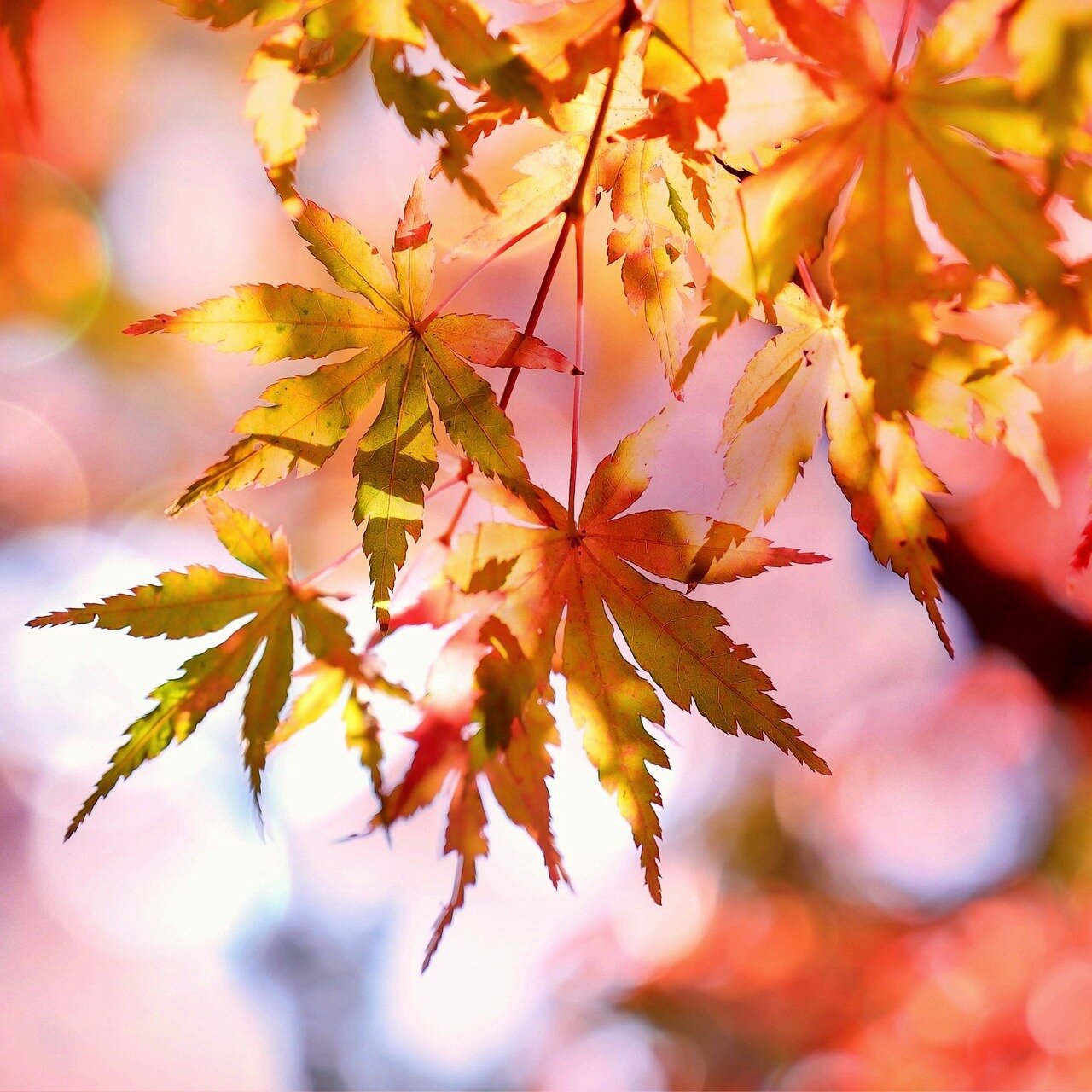 „Gemeinsam den Herbst erleben“ Höpflingrunde