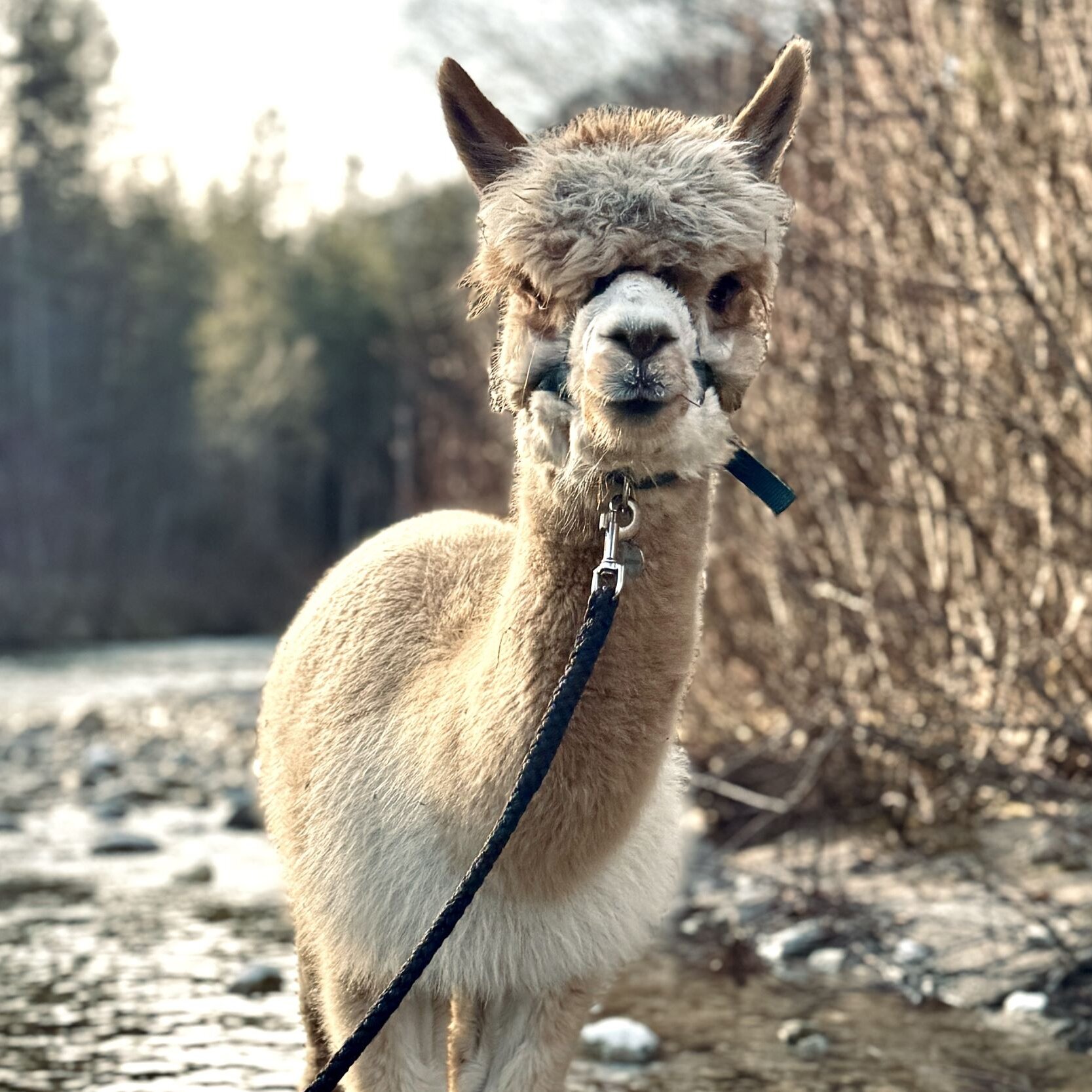 ALPaca-Wanderung
