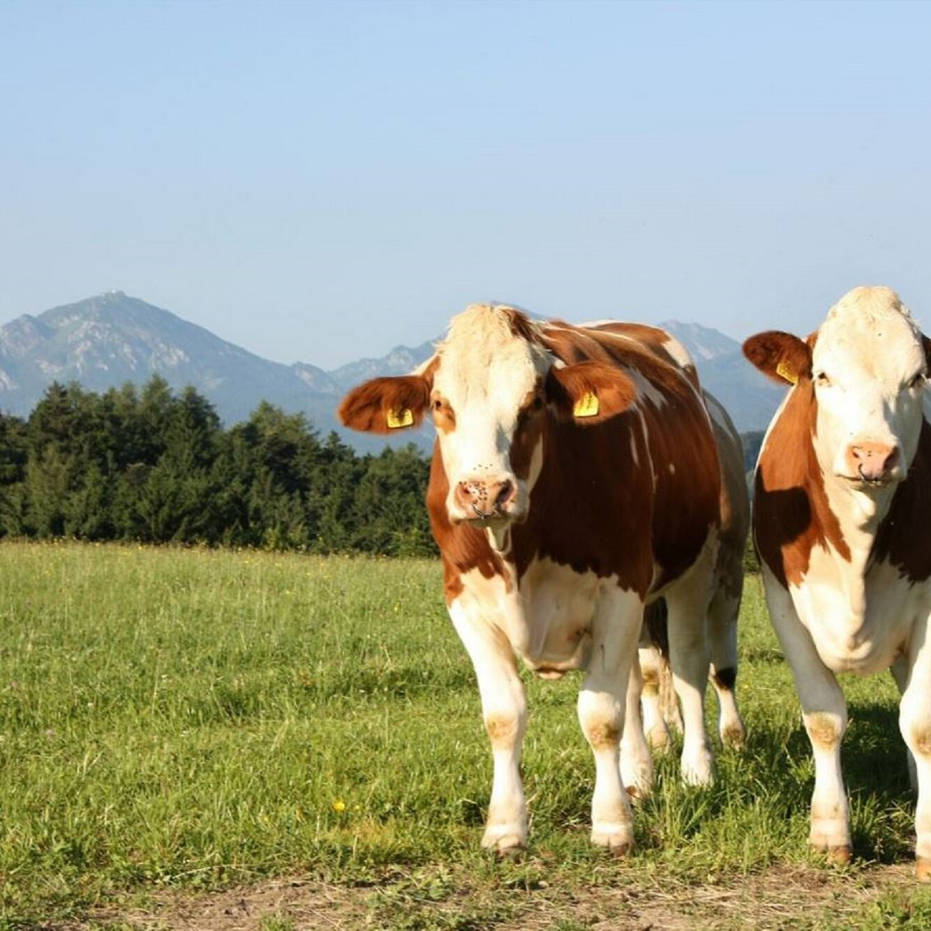 Zuchtviehmarkt des Rinderzuchtverbands Traunstein